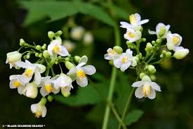 Image result for Cardiospermum grandiflorum