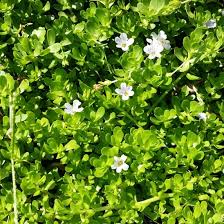 Image result for Bacopa monnieri
