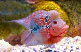 The Flowerhorn Cichlid Is A Result Of Breeding Different