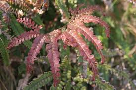 Image result for Adiantum hispidulum