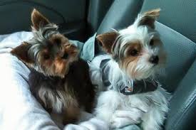 We did not find results for: Teacup Yorkie Poo For Sale In Tennessee Pets Lovers