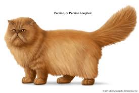 Domestic/wild cat is a carnivorous mammal that is found in various sizes, colors and names. Longhair Cat Breeds Britannica