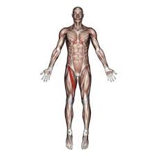 A, anterior and posterior views show the hip joint ligaments. Adductor Longus Muscle Groin Thigh Hip Joint Knee Pain The Wellness Digest