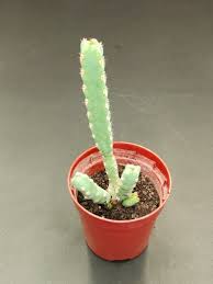 Image result for Euphorbia debilispina