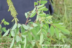 Image result for Indigofera hirsuta