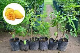 Harga bibit bunga matahari terkini. Jual Bibit Buah Mangga Chokanan Murah Jual Bibit Tanaman Di Kediri