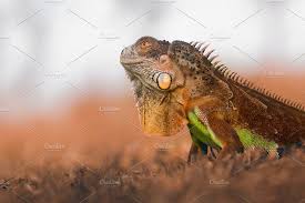 Iguana Animal Reptile Animals Crocodile Animal Animal Photo