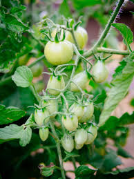 Plant tomatoes at least 3 feet apart within rows. How To Grow Tomatoes In Pots Even Without A Garden Garden Betty