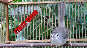 Posted august 31, 2021, 9:18 am to suara pikat tilang betina mp3. Download Lagu Suara Burung Ciblek Sawah Betina Mp3 Video Mp4 3gp