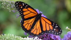 La Mariposa Monarca Poliniza La Pantalla En Streaming Protocolo Foreign Affairs Lifestyle