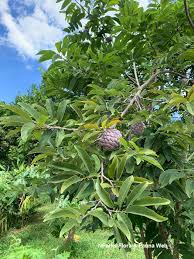 Image result for Annona squamosa