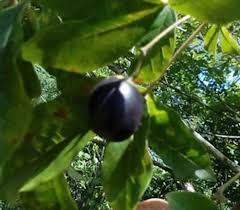 Image result for Vitex doniana