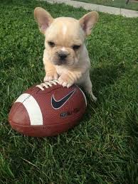 Fransiz Bulldog Kopegi Buldog Fransiz Bulldog Fransiz Buldogu