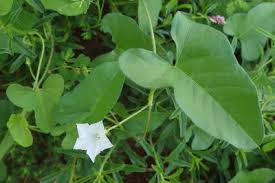 Image result for Ipomoea sinensis