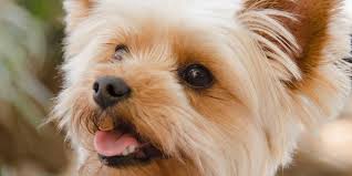 Yorkshire Terrier Cinsi Kopek Bakimi Ve Ozellikleri
