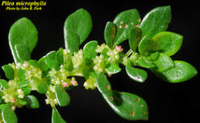 Image result for Pilea microphylla