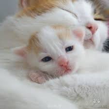 صور قطط باقة مختارة من أروع و أجمل القطط مع خلفيات hd cute animals cute baby animals baby cats