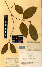 Image result for Clitandra cymulosa