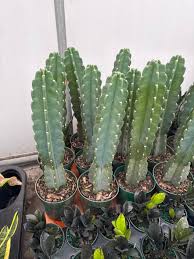 Image result for Cereus jamacaru