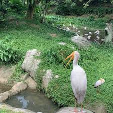 Taman burung kl merupakan bagian dari taman botani perdana, yang terletak sekitar 10 menit dari pusat kota kuala lumpur. Taman Burung Kuala Lumpur Bukit Bintang 30 Visitors