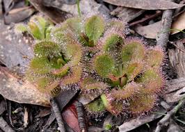 Image result for Droseraceae