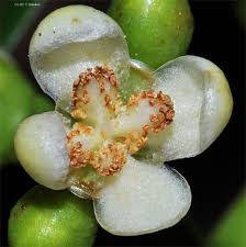 Image result for Garcinia volkensii