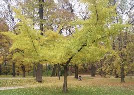 Gingko Biloba Horizontalis Maidenhair Tree Ginkgo Tree Plants