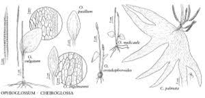 Image result for Ophioglossaceae