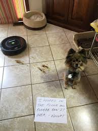 Dog Shame Dog Shaming Dogs Pooping Animal Shaming