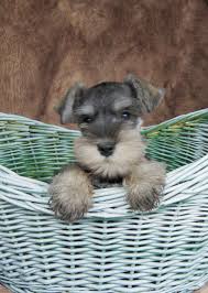 Black And White Schnauzer For Sale Salt Amd Pepper Miniature Schnauzer Puppies For Sale Miniature Schnauzer Puppies Schnauzer Puppy Miniature Schnauzer