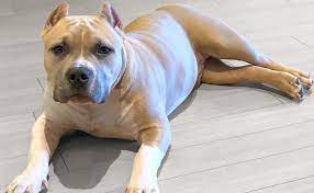 We did not find results for: American Bully Breed Information Guide Quirks Pictures Personality Facts Barkpost