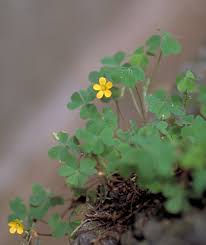 カタバミ みんなの花図鑑 掲載数 3 406件