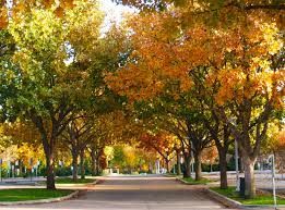 We are passionate about delivering excellent service and our reputation is built on putting our customers first. Directions And Parking Dallas Arboretum And Botanical Garden