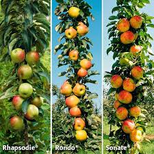 Bildergebnis Fur Saulen Obst Pflanzen Obst Mediterraner Garten