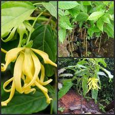 Tυlip putih melambangkan kepolosan, pengampυnan, dan kenangan. Jual Goldseeds Bibit Tanaman Bunga Kenanga Murah Juni 2021 Blibli