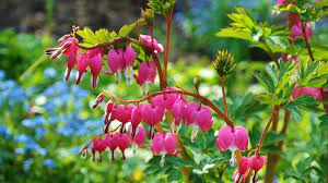 Maybe you would like to learn more about one of these? 21 Cut Flowers To Grow In Part Shade Shifting Roots
