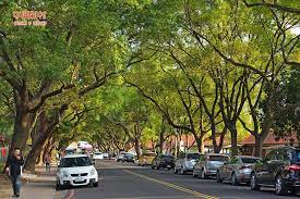 中興新村光榮北路綠色隧道 village road