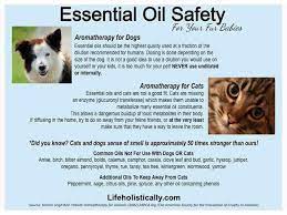 Pin On Essential Oils