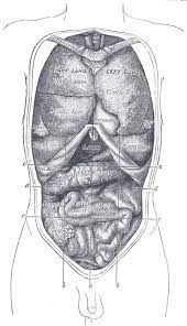 Bone structure on yhe left lower abdomen. The Abdomen Human Anatomy