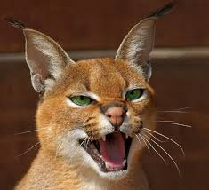 smotri pravde v glaza sumasshedshie koshki karakal zhivotnye