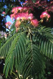 Image result for Albizia zimmermannii