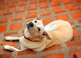 Prostate cancer tends to grow slowly over many years. Prostate Gland Enlargement In Dogs Petmd