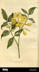 Image result for Jasminum breviflorum