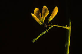 Image result for Sesbania pachycarpa