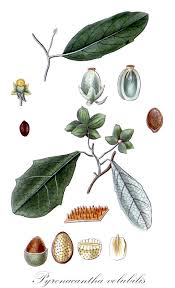 Image result for Icacinaceae