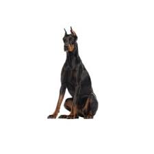 Dog adoption in new jersey. Doberman Pinscher Puppies Furrylicious