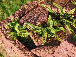 Image result for sleziník Asplenium