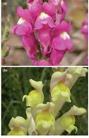 Antirrhinum Majus Flower Uses Best Flower Wallpaper