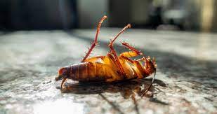 Another leading type of pest control is the biological method which consists of introducing a pest's natural predators, pathogens, or parasites. Advantages Of Organic Pest Control Prohealth Pest Control Call Now