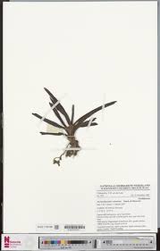 Image result for Ancistrorhynchus